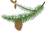 fir branch with cones